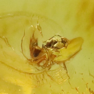 Baltic Amber with Ant Insect trapped for Million Years | Fossil Inclusion in Baltic Amber Stone | Certified Baltic Amber