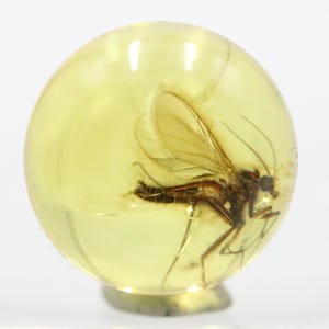 Puede incluir: Una esfera redonda y transparente de ámbar que encierra un insecto preservado. El insecto es marrón y negro con alas delicadas y patas visibles. El ámbar tiene un tono amarillo-anaranjado, y la esfera se asienta sobre una pequeña base transparente.