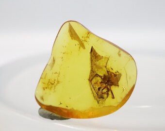 数百万年の間閉じ込められていた珍しいクモと昆虫が入った琥珀