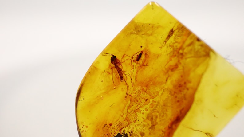 Baltic Amber with 2 Insects trapped for Million Years Certified Baltic Amber Fossil Inclusion in Baltic Amber Stone