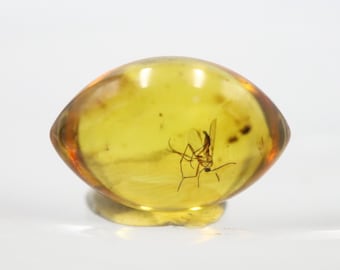 Oval Shaped Amber Stone with an Insect NOT DRILLED trapped for Million Years | Fossil Inclusion in Baltic Amber | Certified Baltic Amber