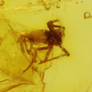 Baltic SMALL Amber with SPIDER Insect trapped for Million Years | Fossil Inclusion in Baltic Amber Stone | Certified Baltic Amber