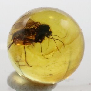 May include: A spherical piece of amber, translucent and golden-yellow in colour, encasing a preserved insect. The insect is dark brown and black, with delicate legs and wings. The amber is set against a white background.