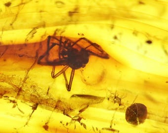 数百万年もの間閉じ込められていた珍しいクモの昆虫が入った琥珀