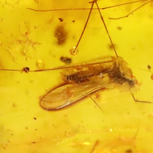Baltic Amber with 4 Insects trapped for Million Years | Fossil Inclusion in Baltic Amber Stone | Certified Baltic Amber