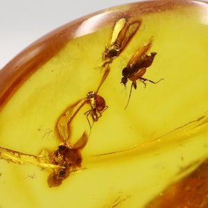 Baltic Amber with 6 Insects trapped for Million Years | Fossil Inclusion in Baltic Amber Stone | Certified Baltic Amber