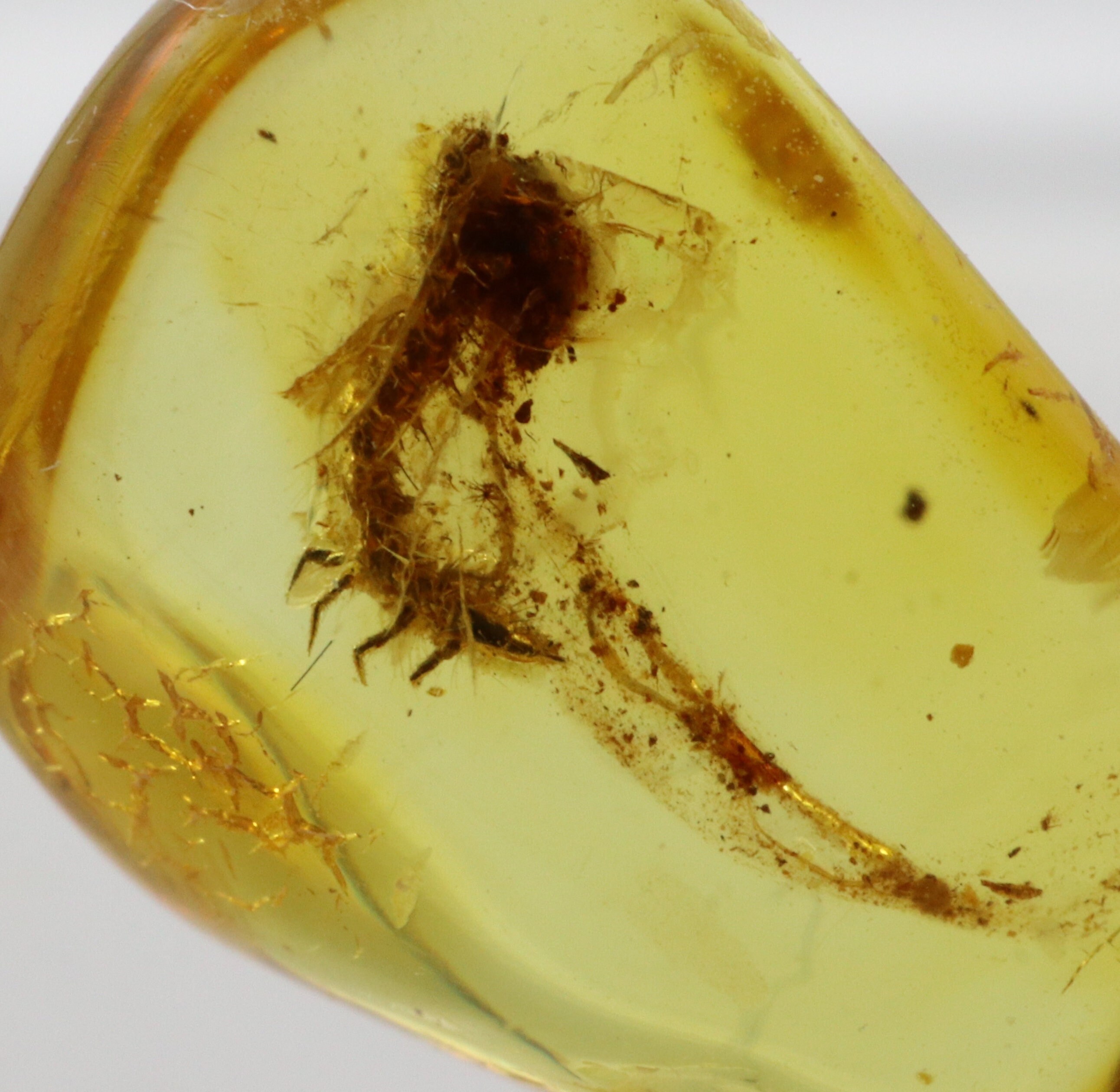数百万年の間閉じ込められていた珍しい昆虫が入った琥珀 | バルト海産