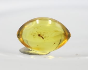 Oval Shaped Amber Stone with an Insect NOT DRILLED trapped for Million Years | Fossil Inclusion in Baltic Amber | Certified Baltic Amber