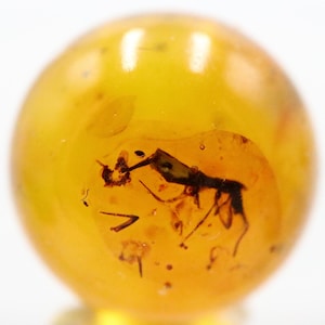 May include: A small, dark insect preserved in a round, amber-coloured stone. The insect is visible through the translucent amber.