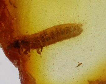 Amber with Rare Larva  Insect trapped for Million Years | Fossil Inclusion in Baltic Amber Stone | Certified Baltic Amber