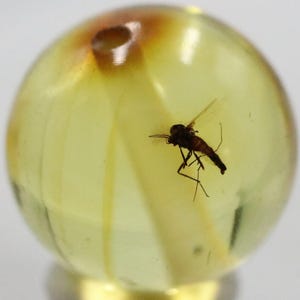 Może przedstawiać: Przezroczysty, okrągły bursztyn z zachowanym wewnątrz komarem. Bursztyn ma półprzezroczysty żółty kolor z małym otworem na górze. Komar jest ciemnobrązowy i ma delikatne skrzydła i nogi, prezentując okaz historii naturalnej.
