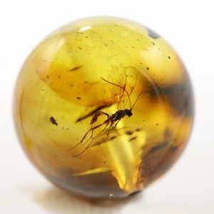 May include: A spherical piece of amber, a warm yellow hue, encasing a preserved insect. The insect is dark brown, with visible wings and antennae. The amber is smooth and polished, with a translucent quality.