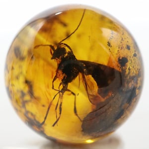 May include: A clear, round amber stone containing a preserved insect. The insect is black and brown, with visible wings and legs. The amber has a golden-yellow hue with dark inclusions, creating a unique, natural display.