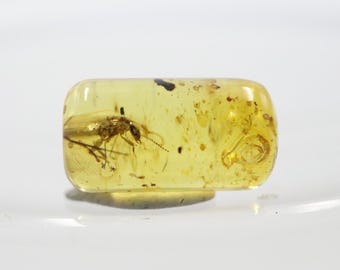 Cylindrical Amber with a Very Rare Insect NOT DRILLED trapped for Million Years | Fossil Inclusion in Baltic Amber | Certified Baltic Amber