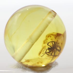Puede incluir: Una esfera de ámbar translúcido de color amarillo dorado, con un insecto fosilizado en su interior. Una inclusión cilíndrica clara atraviesa el centro. El insecto, de color marrón oscuro, es claramente visible.