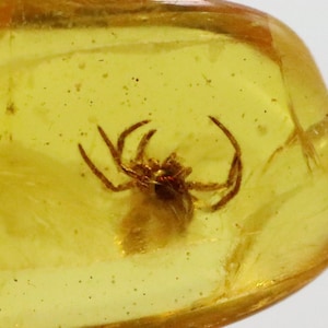 Baltic SMALL Amber with SPIDER Insect trapped for Million Years | Fossil Inclusion in Baltic Amber Stone | Certified Baltic Amber