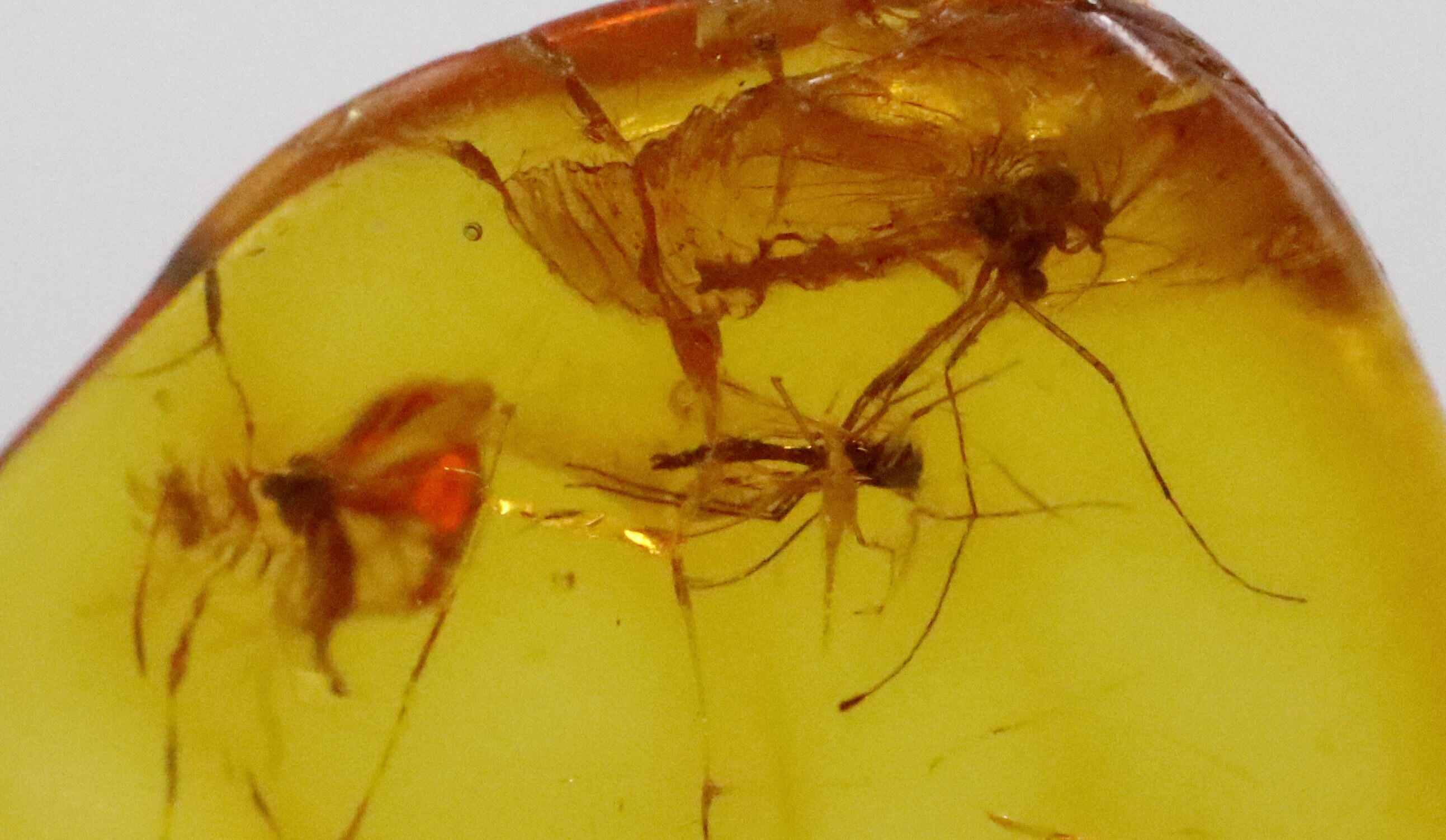 Baltic SMALL Amber With 3 Insects Trapped for Million Years | Fossil ...
