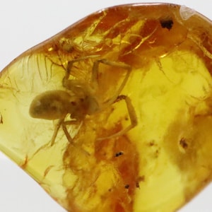 Baltic SMALL Amber with SPIDER Insect trapped for Million Years | Fossil Inclusion in Baltic Amber Stone | Certified Baltic Amber