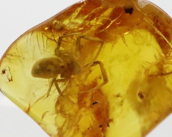 数百万年もの間閉じ込められていたクモ虫入り琥珀 | バルト海産琥珀に