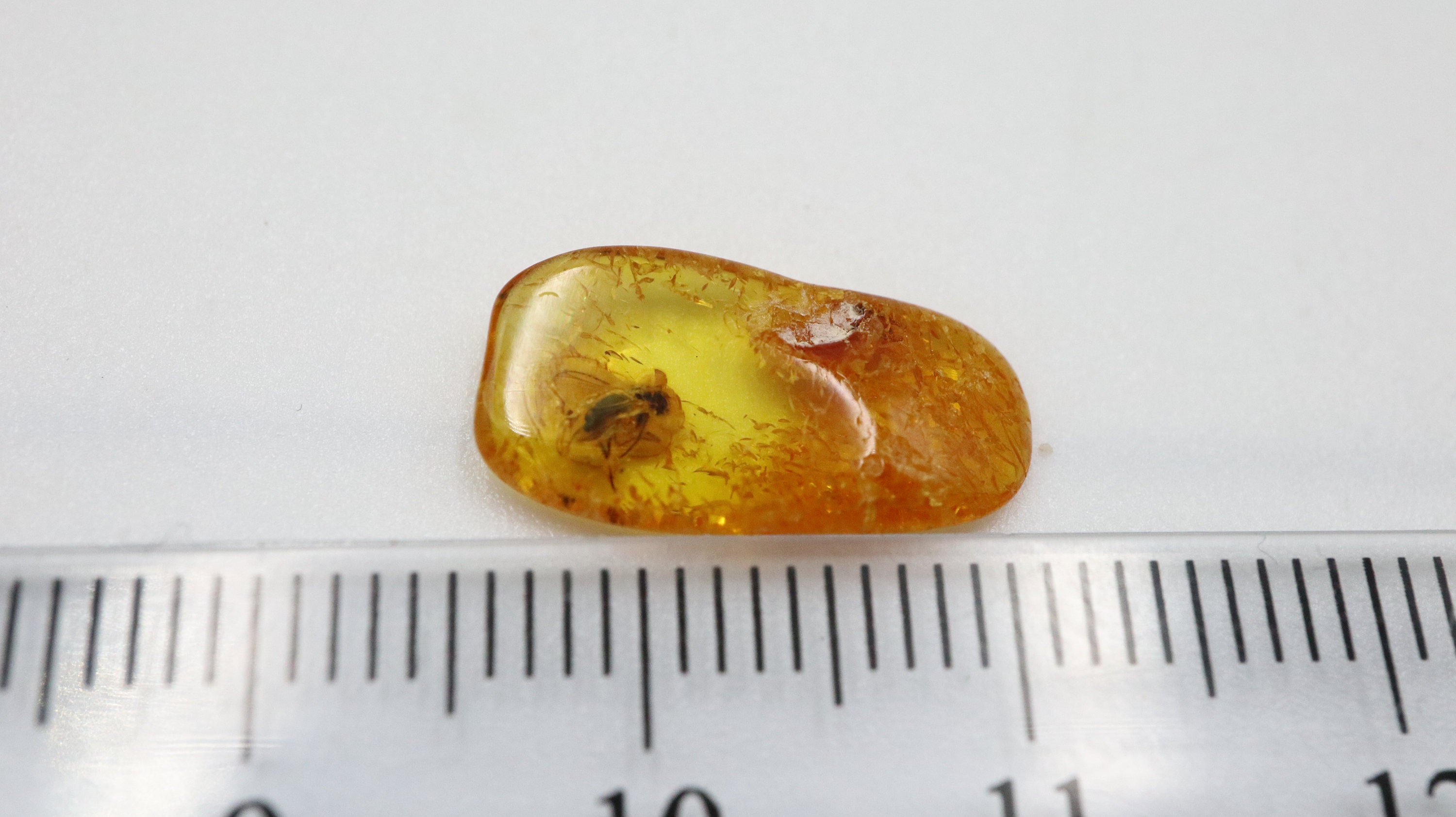 Ambra Baltica Con Insetto Fossile - Inclusione Naturale Da 40-60 Milioni Di Anni - Certificato - Foto 8