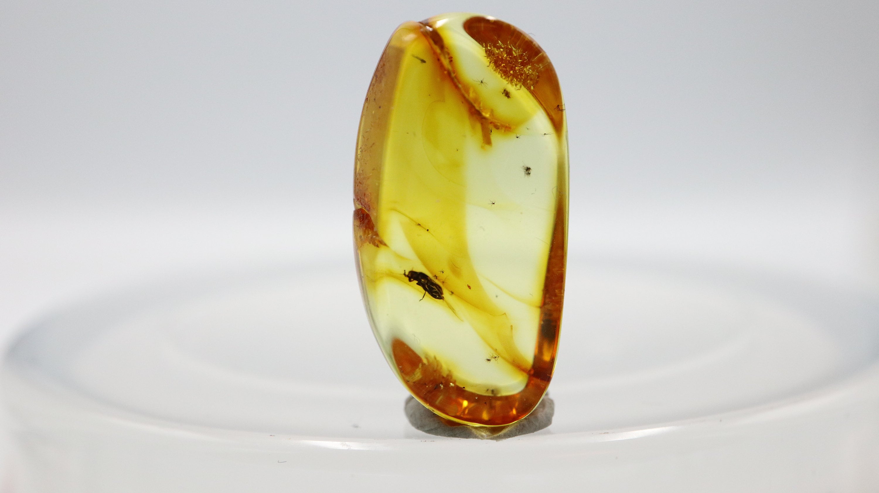 Amber With Bug Insect Trapped for Million Years | Fossil