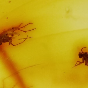 Baltic Amber with 4 Insects trapped for Million Years | Fossil Inclusion in Baltic Amber Stone | Certified Baltic Amber