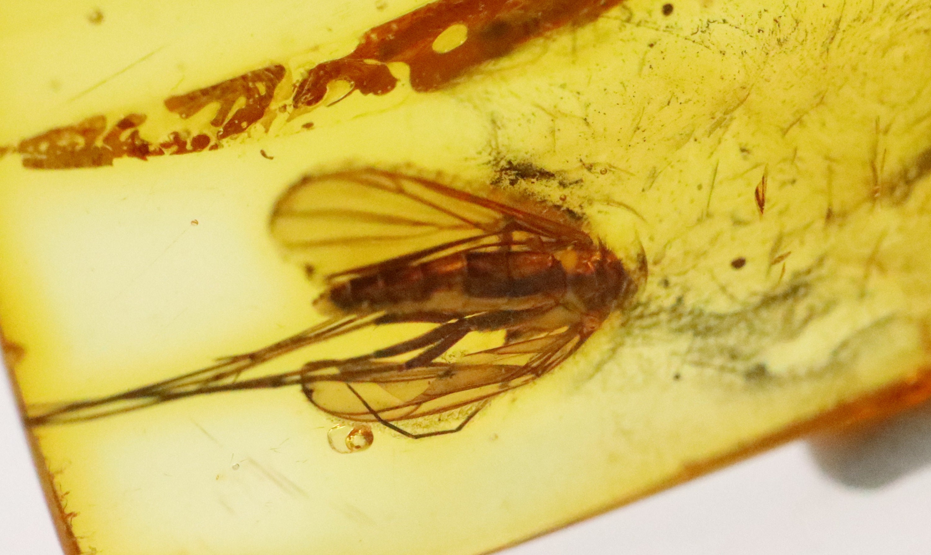 Baltic Amber with 3 Insects trapped for Million Years | Fossil Inclusion in Baltic Amber Stone | Certified Baltic Amber