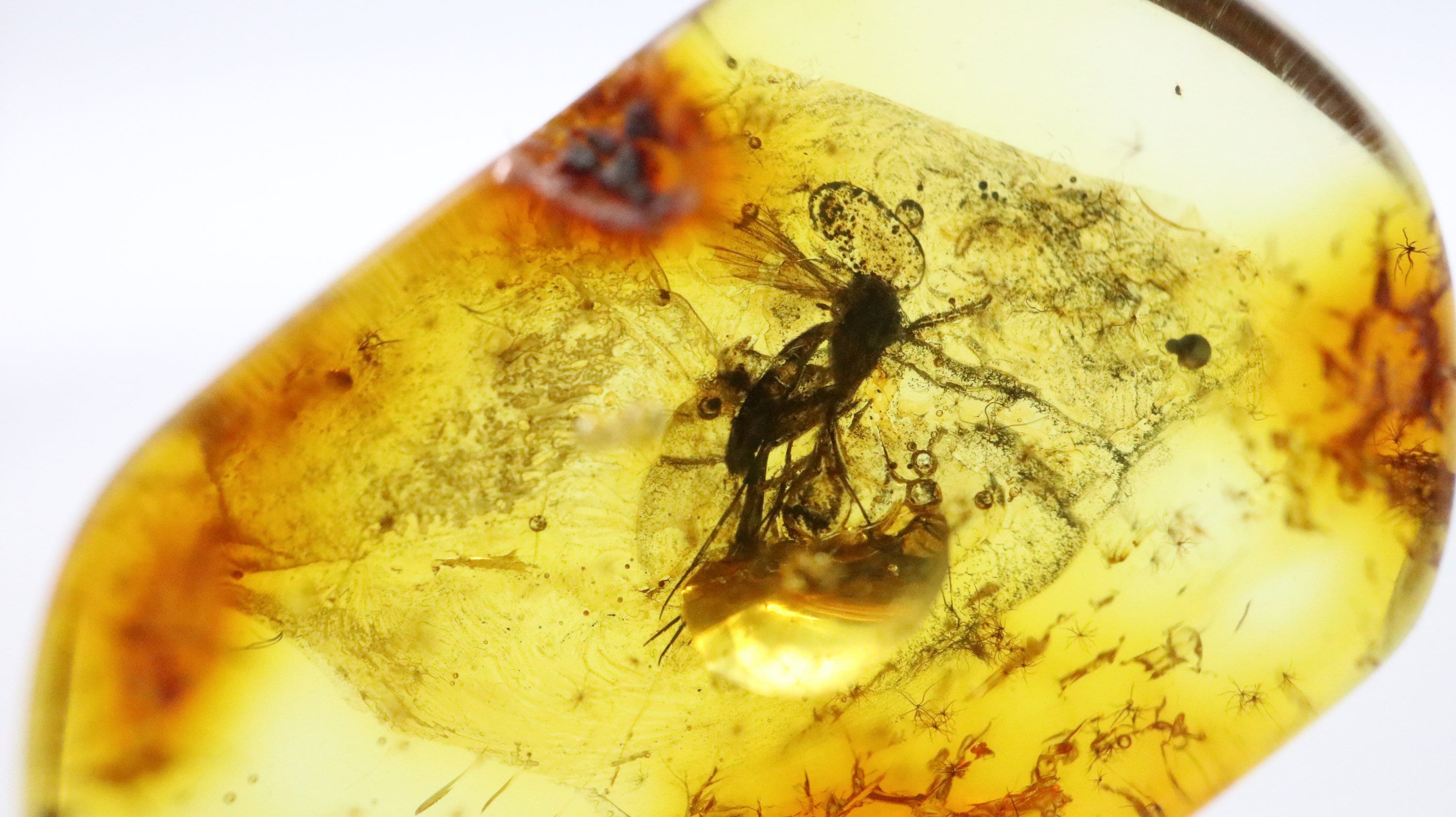 数百万年の間閉じ込められていたハエ虫が入ったバルト海産琥珀