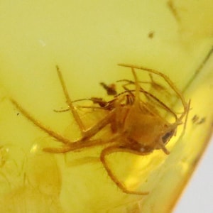Baltic SMALL Amber with SPIDER Insect trapped for Million Years | Fossil Inclusion in Baltic Amber Stone | Certified Baltic Amber