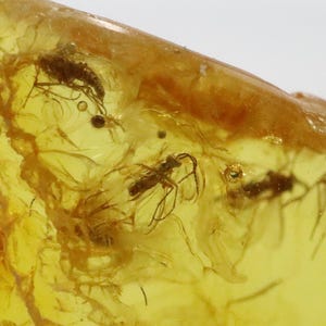 Baltic Amber with 5 Insects trapped for Million Years | Fossil Inclusion in Baltic Amber Stone | Certified Baltic Amber