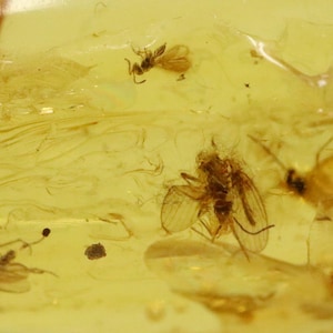 Baltic Amber with 4 Insects trapped for Million Years | Fossil Inclusion in Baltic Amber Stone | Certified Baltic Amber