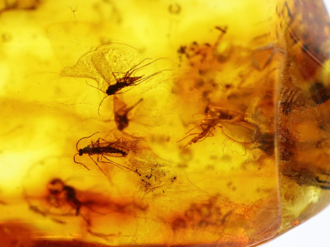 Baltic Amber With 7 Insects Trapped for Million Years | Fossil ...