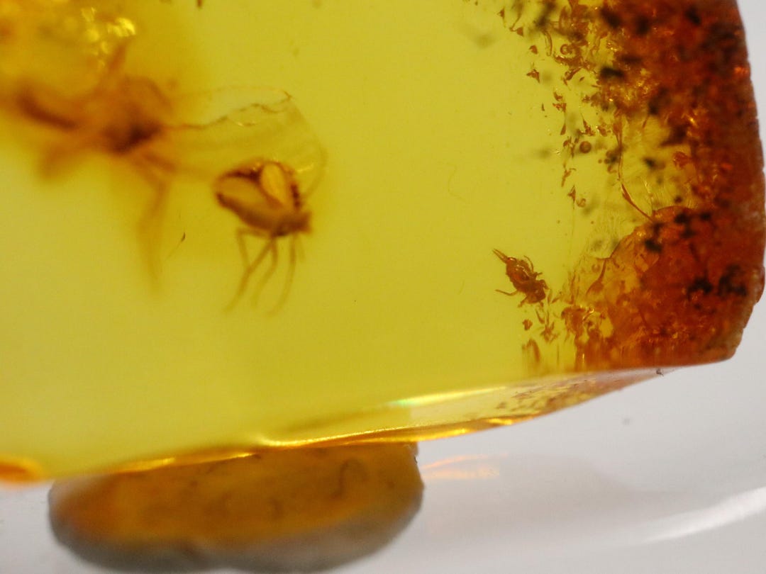 Baltic Amber With 3 Insects Trapped for Million Years | Fossil ...