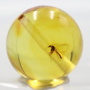 Puede incluir: Una esfera de ámbar translúcido, de color amarillo dorado, con un insecto fosilizado en su interior. El insecto, de color marrón oscuro, está perfectamente conservado dentro de la resina fósil.