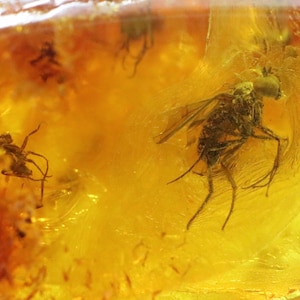 Baltic Amber with 4 Insects trapped for Million Years | Fossil Inclusion in Baltic Amber Stone | Certified Baltic Amber