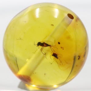 Puede incluir: Una esfera redonda de ámbar amarillo con un pequeño insecto atrapado en su interior. El insecto tiene patas largas y delgadas y alas. El ámbar es translúcido, lo que permite ver claramente el insecto.