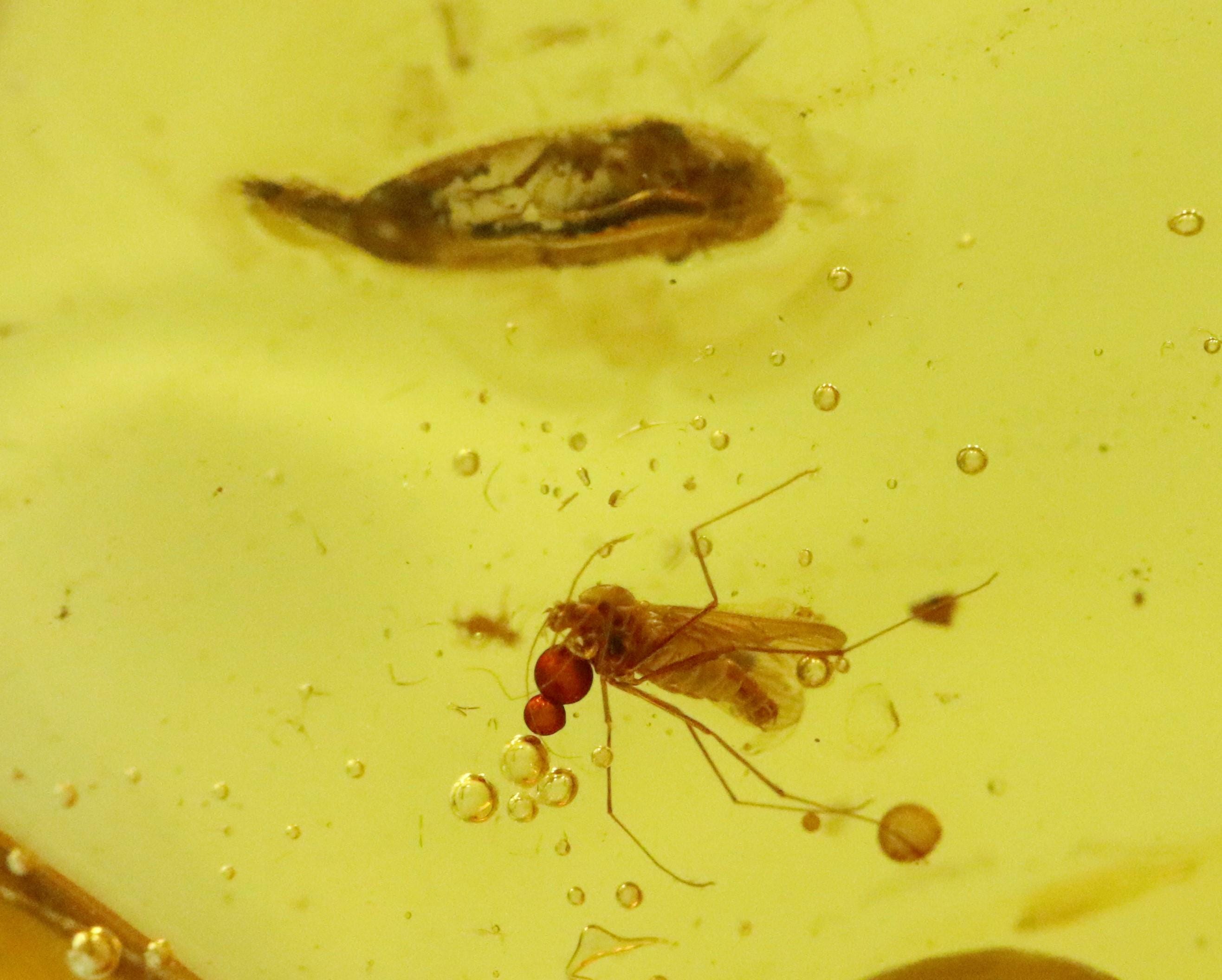 洋楽 bugs in amber rocketship leters il_fullxfull.6890717313_7i9t.jpg
