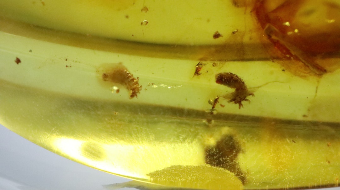 Amber With Rare 2 Larva Insects Trapped for Million Years | Fossil ...