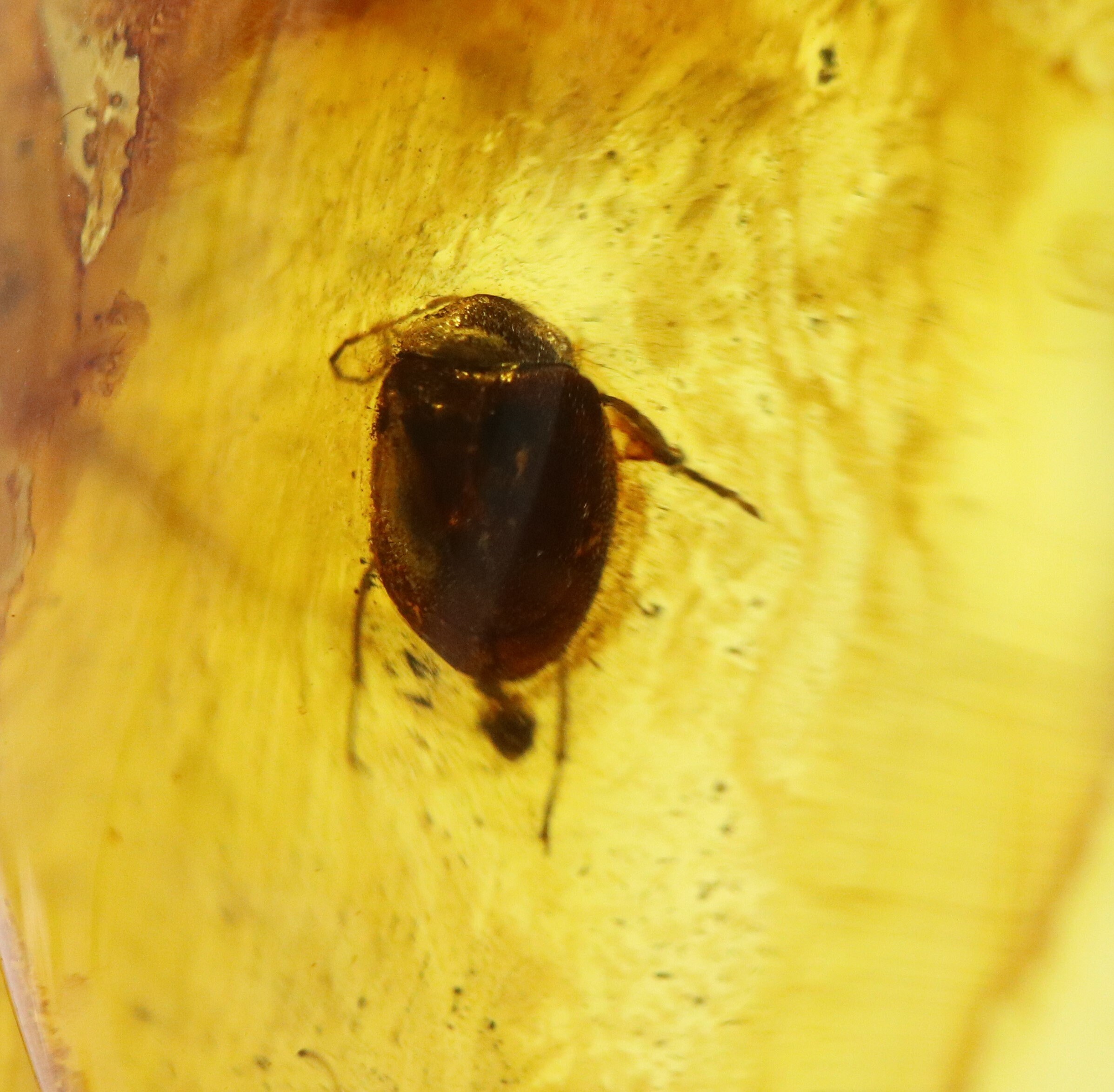 Amber With Rare Bug Insect Trapped for Million Years Fossil | Etsy