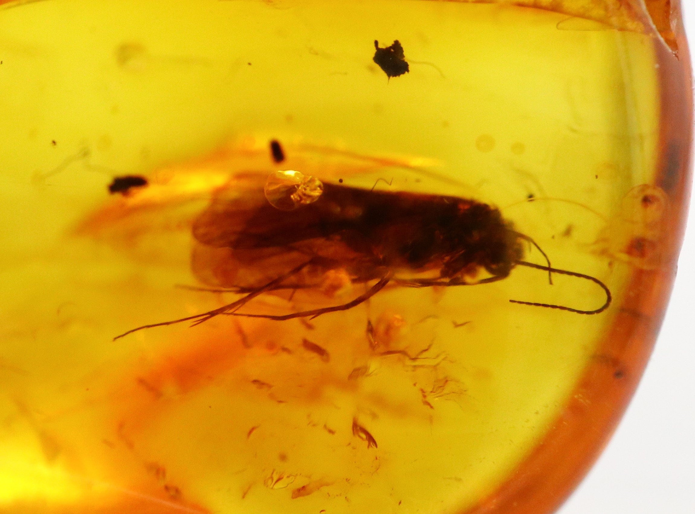 Fossil Inclusion in Baltic Amber Stone Amber with Rare PSEUDOSCORPION ...