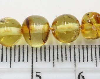 数百万年の間昆虫が閉じ込められていた琥珀石（6個入り）｜バルト海産