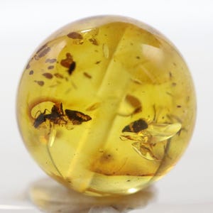 Puede incluir: Una piedra de ámbar redonda y translúcida con insectos preservados. El ámbar es de un color amarillo dorado cálido, con inclusiones visibles y pequeñas partículas. Dos insectos son claramente visibles dentro del ámbar.