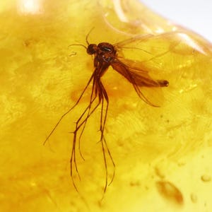 Baltic Amber with 3 Insects trapped for Million Years | Fossil Inclusion in Baltic Amber Stone | Certified Baltic Amber