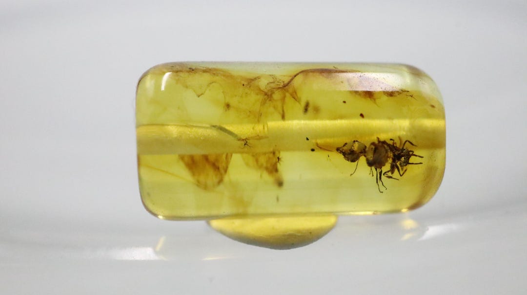 DRILLED Amber With Ant Insect Trapped for Million Years Fossil Inclusion  in Baltic Amber Stone Certified Baltic Amber