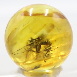 Puede incluir: Una esfera de ámbar pulido con un insecto preservado en su interior. El ámbar es de color amarillo translúcido, y el insecto es de color marrón oscuro. El insecto está bien conservado, con patas y alas visibles. El ámbar es liso y brillante.
