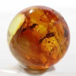 Puede incluir: Una esfera de ámbar con un tono marrón dorado cálido. Varias hormigas preservadas son visibles dentro de la resina translúcida, junto con otra materia orgánica. La bola de ámbar es lisa y pulida, reflejando la luz.
