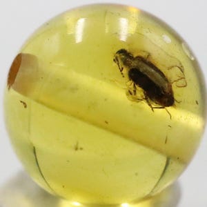 Puede incluir: Una piedra de ámbar clara y redonda con un insecto preservado en su interior. El ámbar es de color amarillo translúcido, y el insecto es de color marrón oscuro y negro. El ámbar tiene un pequeño agujero en un lado.