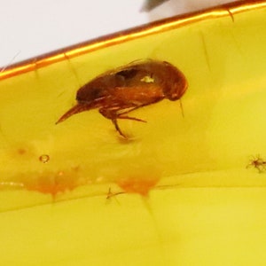 Baltic Amber with 7 Insects trapped for Million Years | Fossil Inclusion in Baltic Amber Stone | Certified Baltic Amber