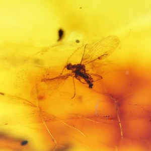 Baltic Amber with 5 Insects trapped for Million Years | Fossil Inclusion in Baltic Amber Stone | Certified Baltic Amber