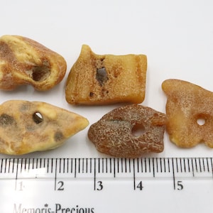 Baltic Amber 5 Stones with NATURAL holes | Naturally Formed over Millions of Years |  Genuine  Raw Amber Gemstones  | Jewelry making